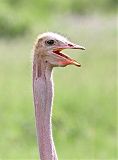 Common Ostrichborder=